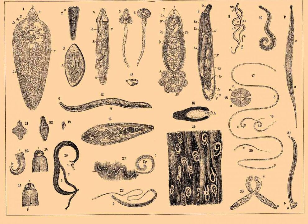 tipuri de paraziți care trăiesc în corpul uman