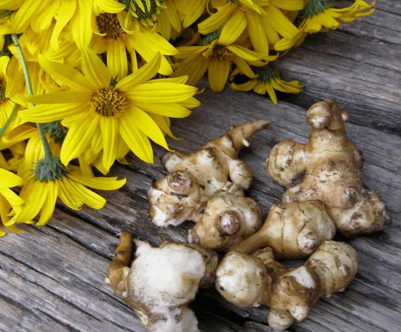 Topinambur pentru prepararea sucului proaspăt stors împotriva paraziților