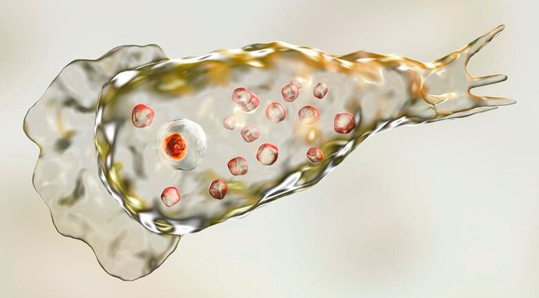 Amoeba Naegleria fowlera - trăiește în creierul uman și este un parazit mortal