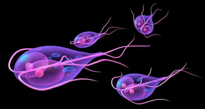 Giardia, care trăiește în intestinul subțire uman