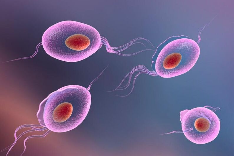 Parazitul Trichomonas - trăiește în sistemul genito-urinar uman