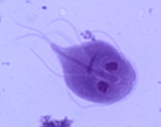 Giardia din corpul uman